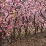 三浦市 河津桜